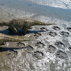 Titanomachya pictures