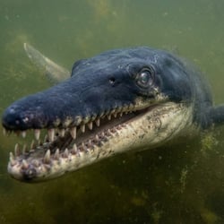 Trematospondylus pictures