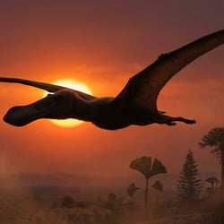 Tsogtopteryx pictures