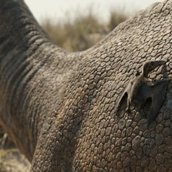 Turiasaurus pictures