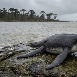 Umoonasaurus pictures