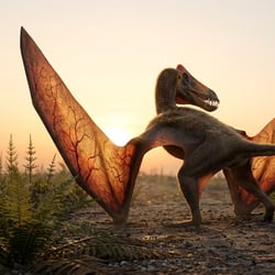 Utahdactylus pictures