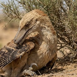 Velociraptor pictures