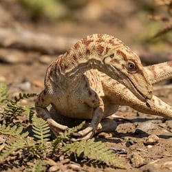 Velocisaurus pictures