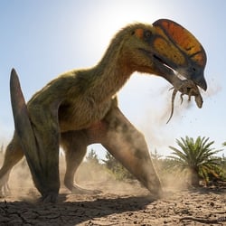 Wellnhopterus pictures