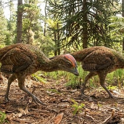 Yaverlandia pictures