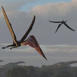 Zhejiangopterus pictures