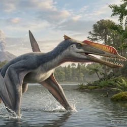 Zhenyuanopterus pictures