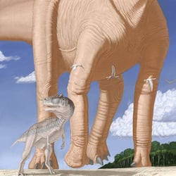 Amphicoelias pictures
