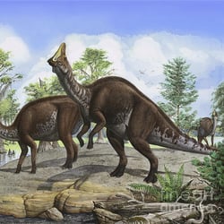 Amurosaurus pictures