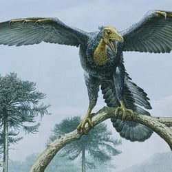 Archaeopteryx pictures