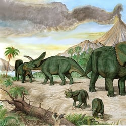 Arrhinoceratops pictures