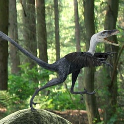 Bambiraptor pictures