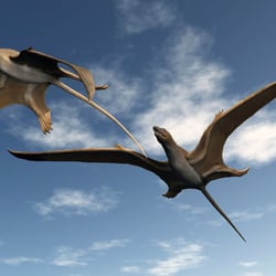 Bellubrunnus pictures