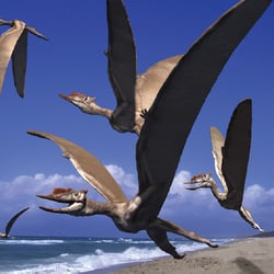 Dsungaripterus pictures
