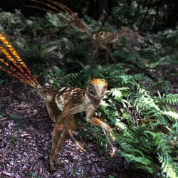 Epidexipteryx pictures