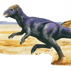 Homalocephale pictures