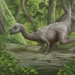 Hypsilophodon pictures