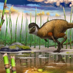 Kulindadromeus pictures