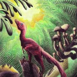 Jinfengopteryx pictures