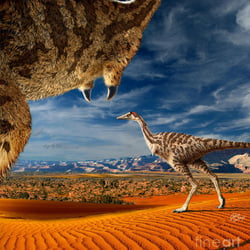 Linhenykus pictures