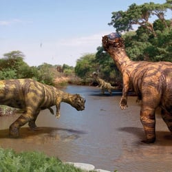 Pachycephalosaurus pictures