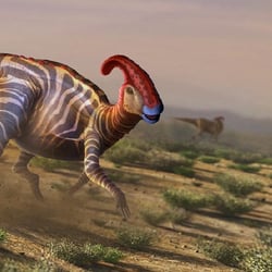 Parasaurolophus pictures