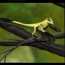 Scansoriopteryx pictures