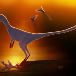 Sinocalliopteryx pictures